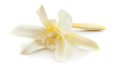 Vanilla Flower isolated on white With clipping path : Generative AI