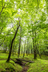 新緑の森　Photo of trees in a deep forest