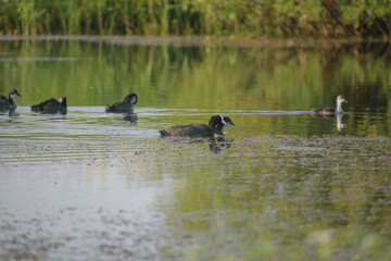 Eurasian Coots on the swamp