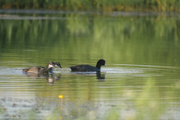 family of Eurasian Coots