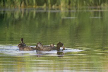 Eurasian Coots on the water