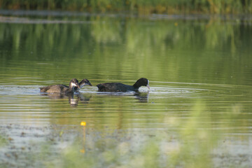 birds  on the lake