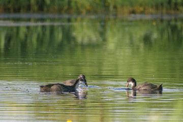 ducks on the lake
