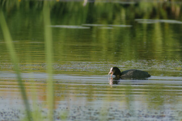 Eurasian Coot on the lake