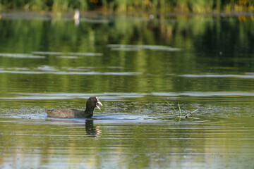 Eurasian Coot in the water