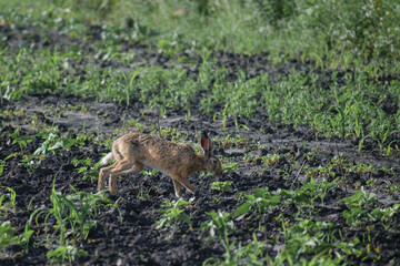 bunny in the grass