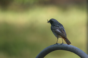 Black Redstart