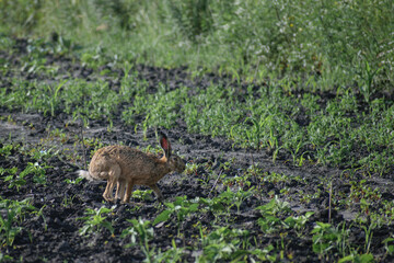 bunny in the grass