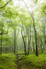 Fototapeta premium 新緑の森 Photo of trees in a deep forest