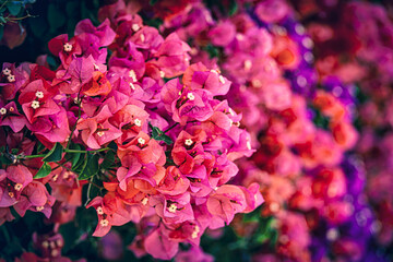 colorful bougainvillea spring background