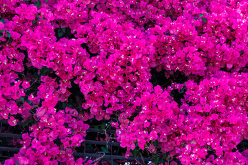 colorful bougainvillea spring background