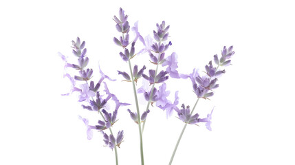 Obraz premium Lavender flowers isolated on white background : Generative AI