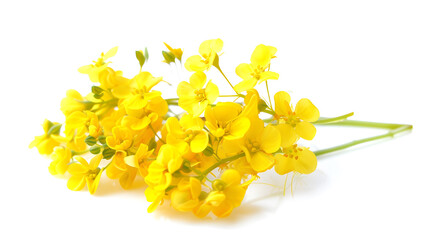 Rapeseed flowers isolated on white background : Generative AI
