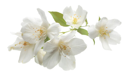 Fototapeta premium Jasmines Philadelphus flowers isolated on white background : Generative AI