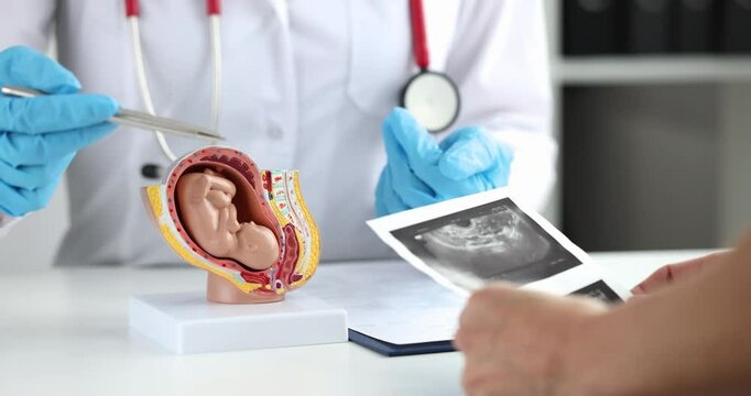 Gynecologist shows model of the fetus of patient with an ultrasound of uterus. Pregnancy planning and motherhood concept