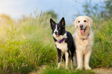 Two happy dogs bored collie and golden retriever stand on a path in a green field and look to the left. Life with dogs. Walking the dog