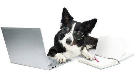 Portrait of a black and white border collie with glasses next to a laptop and notepad for notes. Isolated portrait of a dog that is ready to learn