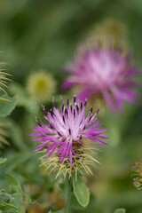 PLANTA SILVESTRE (Centaura Iberica)