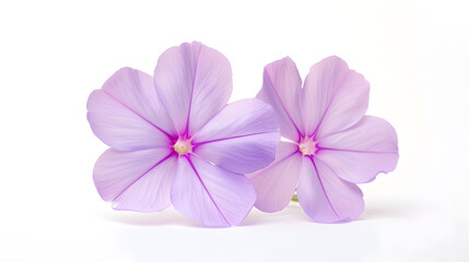 Fototapeta premium Studio Shot of Purple Colored Phlox Flower Isolated on White Background Large Depth of Field DOF Macro Closeup : Generative AI