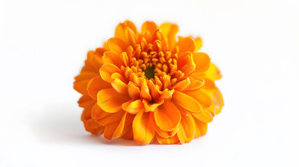 Cempasuchil orange flower on white background Mexican flower : Generative AI