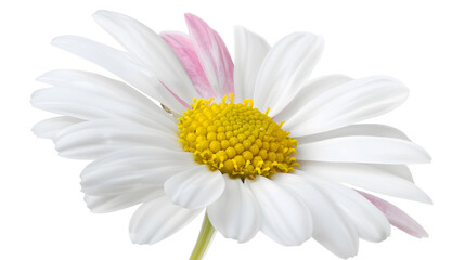 Naklejka premium Beautiful white Daisy Marguerite with a little pink isolated on white background including clipping path : Generative AI