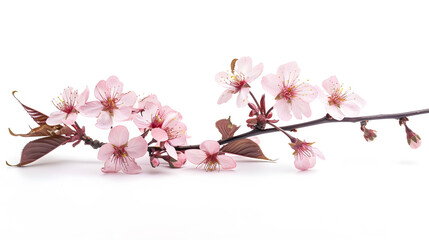 Naklejka premium Pink cherry blossom on white background isolated Sakura tree branch : Generative AI