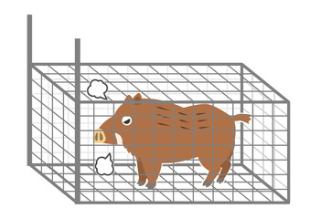 イノシシが箱罠に捕まったイラスト、捕獲された猪