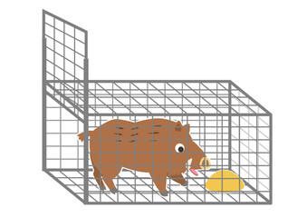 餌に釣られて箱罠に入るイノシシ、捕獲された猪