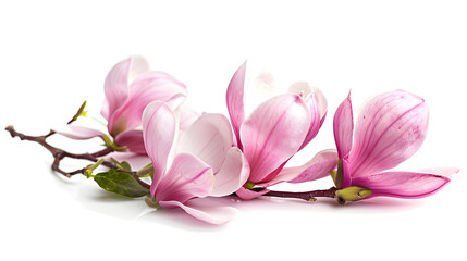 Pink magnolia flowers isolated on white background : Generative AI