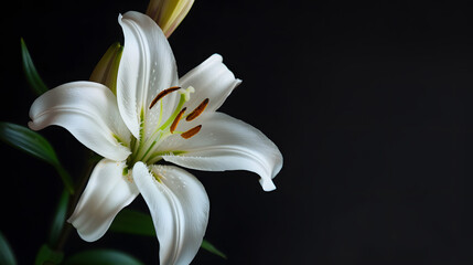 Beautiful white lily flower on black background closeup : Generative AI