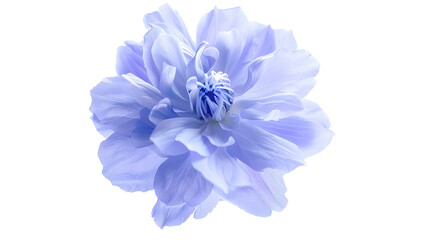 light blue flower on a white background isolated with clipping path Large Delicate shaggy color for design Violet : Generative AI
