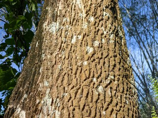 Fototapeta premium texture of trembesi tree bark up close