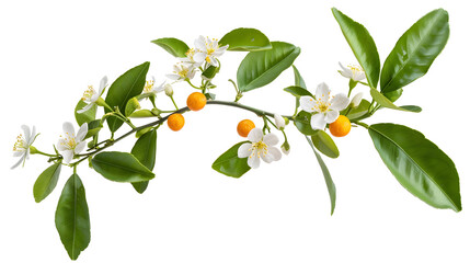 Isolated orange blossoms Small branchlet of orange tree with leaves and flowers isolated on white background with clipping path : Generative AI