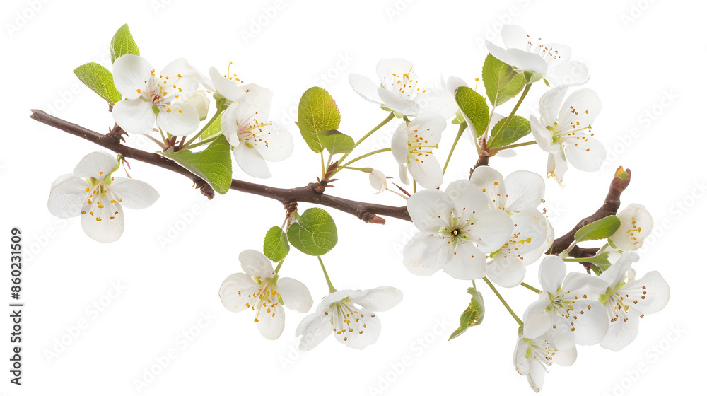 Poster white pear flowers branch isolated on white background : generative ai