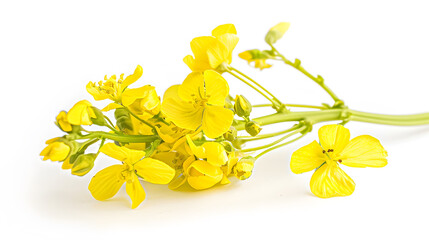 Fototapeta premium Blossoms rapeseed flowers isolated on white background : Generative AI