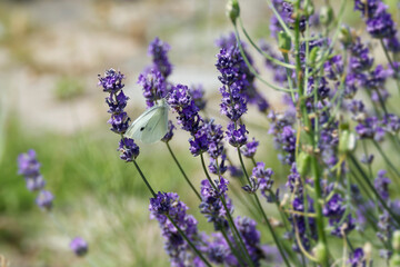 Small white butterfly (Pieris rapae) perched on lavender in Zurich, Switzerland