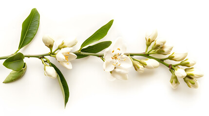 Orange tree branch with white flowers buds and leaves isolated on white Neroli blossom Citrus bloom : Generative AI