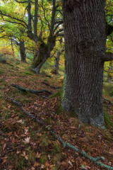 Oak forest on a rainy autumn day in Celada de Roblecedo, Palencia
