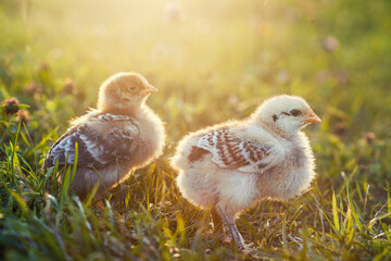 Adorable close up two little chickens on grass field or grassland on the natural sunset background