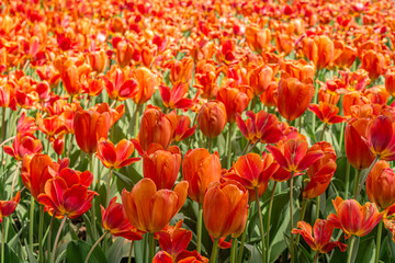 Floral background of red tulips on a flowerbed in a park