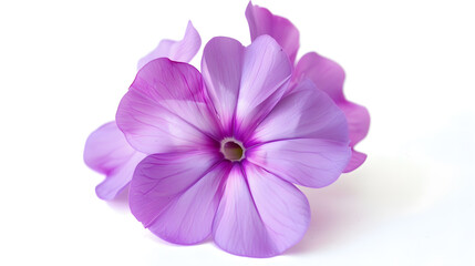 Obraz premium Studio Shot of Purple Colored Phlox Flower Isolated on White Background Large Depth of Field DOF Macro Closeup : Generative AI