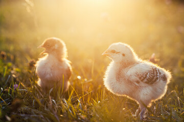 Adorable close up two little chickens on grass field or grassland on the natural sunset background
