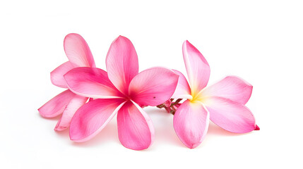Obraz premium beautiful pink plumeria rubra flower isolated on White background : Generative AI