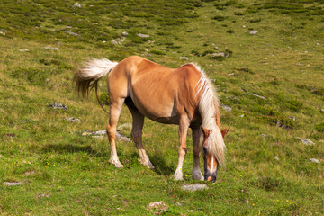 Horse grazing in the mountains of Texel group, South Tyrol, Italy