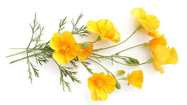 Pressed and dried delicate yellow flowers eschscholzia eschscholzia Californica California poppy Isolated on white background For use in scrapbooking floristry or herbarium : Generative AI