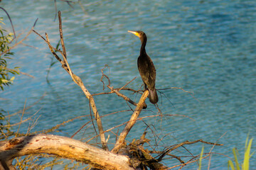 Cormorant on Branches Over the Lake