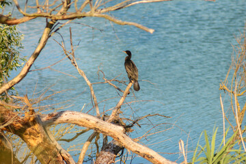 Cormorant on Branches Over the Lake