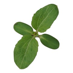 Dicut of fruit and flower in white background