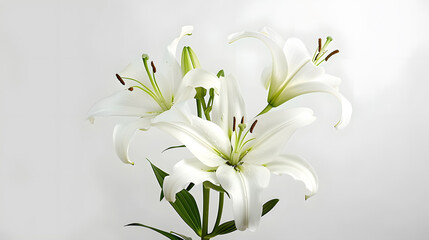 Fototapeta premium White Lily flower bouquet isolated on white background : Generative AI