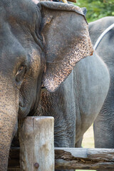 Fototapeta premium Elephant looking into camera